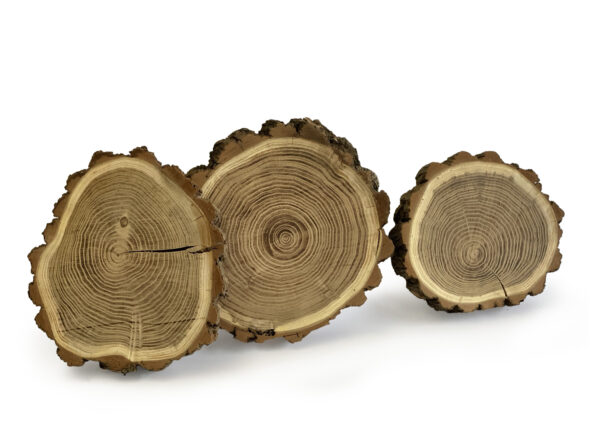 Baumscheiben Robinie – Bild 3